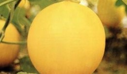 吃甜瓜最新事件爆料,揭秘幕后真相与公众反响